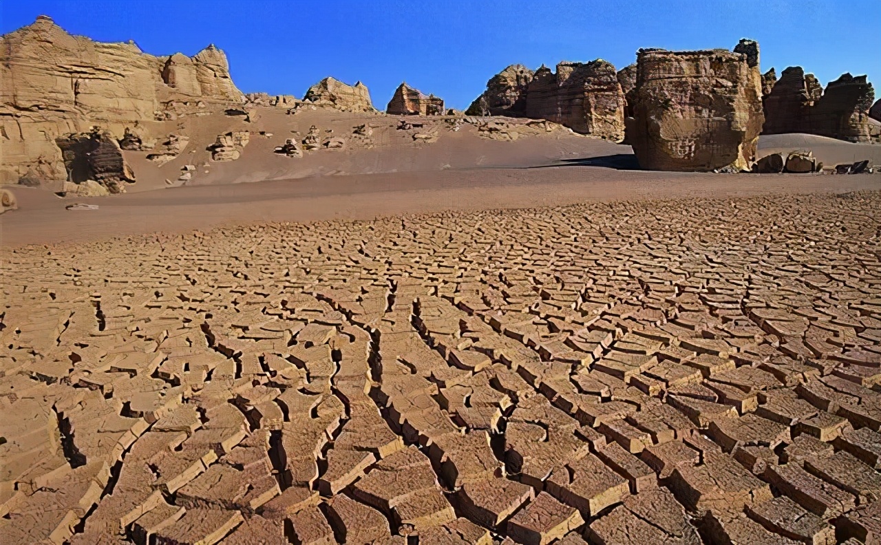 什麽是海水稻？中國人在迪拜種水稻，讓沙漠變糧倉？