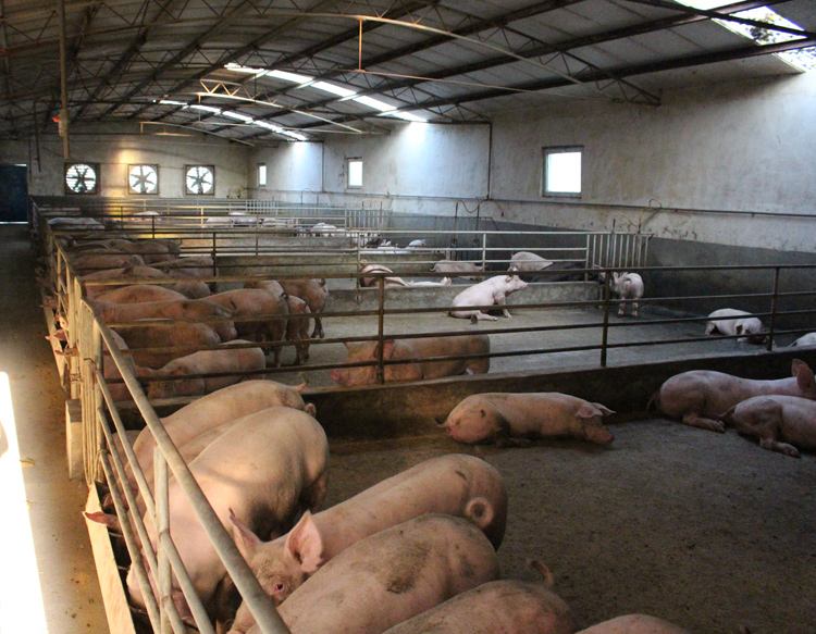 生猪价格上涨原来存在这个“猫腻”，专家：并