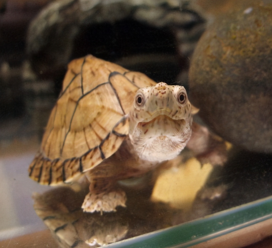 这些你没听说过的名贵龟鳖品种，值得人工养殖吗？