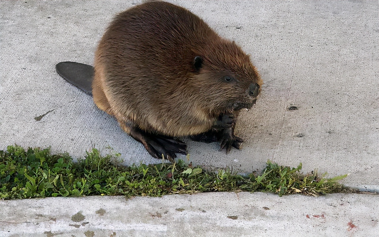 河狸 号称人类之后第二大建筑师 蠢萌的外表下 却带来极大伤害 资讯咖