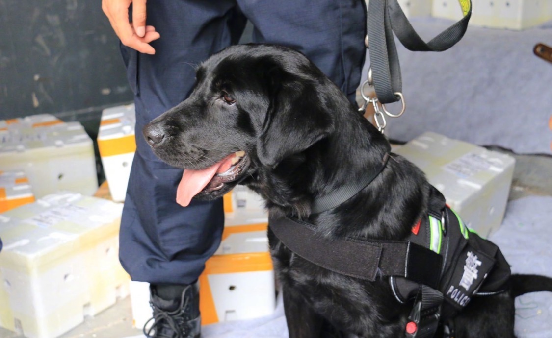 缉毒犬现场偷吃百香果?下一秒反转:精准找出185.2克毒品