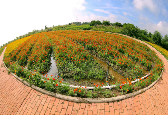 横县菊花迎来最佳观赏期