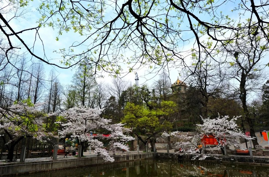 「必讀」雞公山無限次旅游年卡，你想知道的都在這里