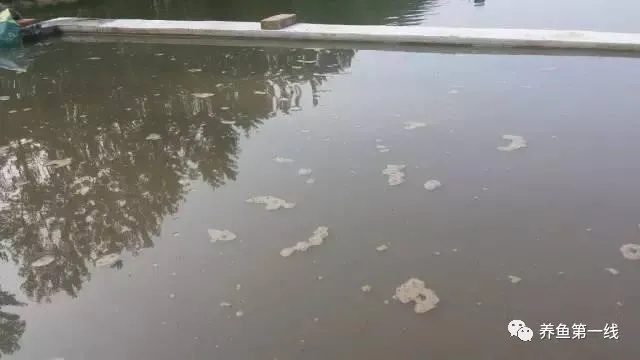 池塘底排污:排除废水,改良底质,净化水体,水好鱼才好