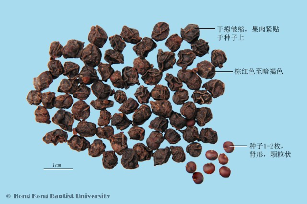 《本草纲目》故事：五味子治久咳虚喘