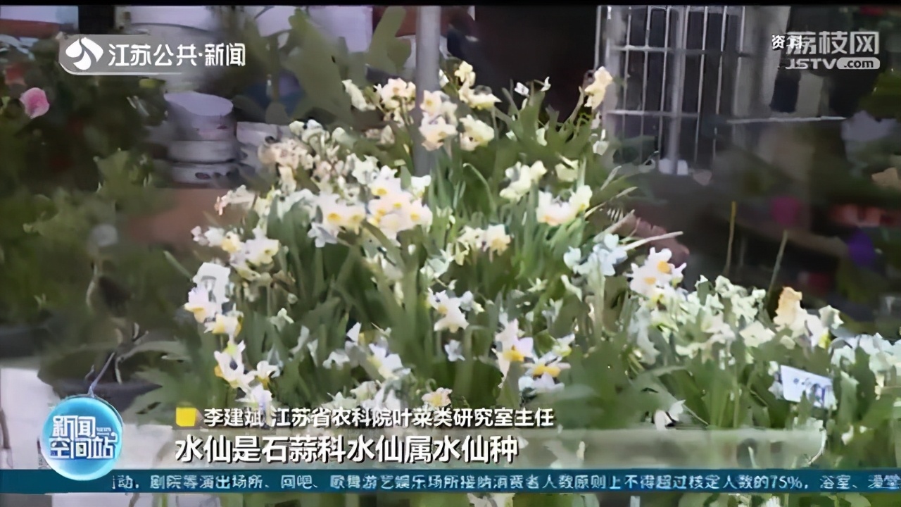 把水仙当蒜苗 女子误食后恶心、呕吐