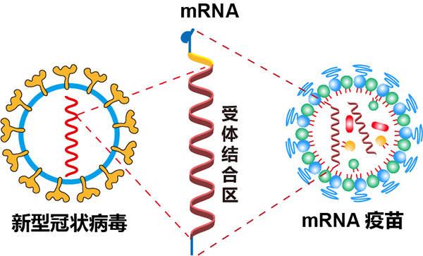 最先進的mRNA疫苗到底安全嗎? 為何被美國民眾質疑? 原來如此