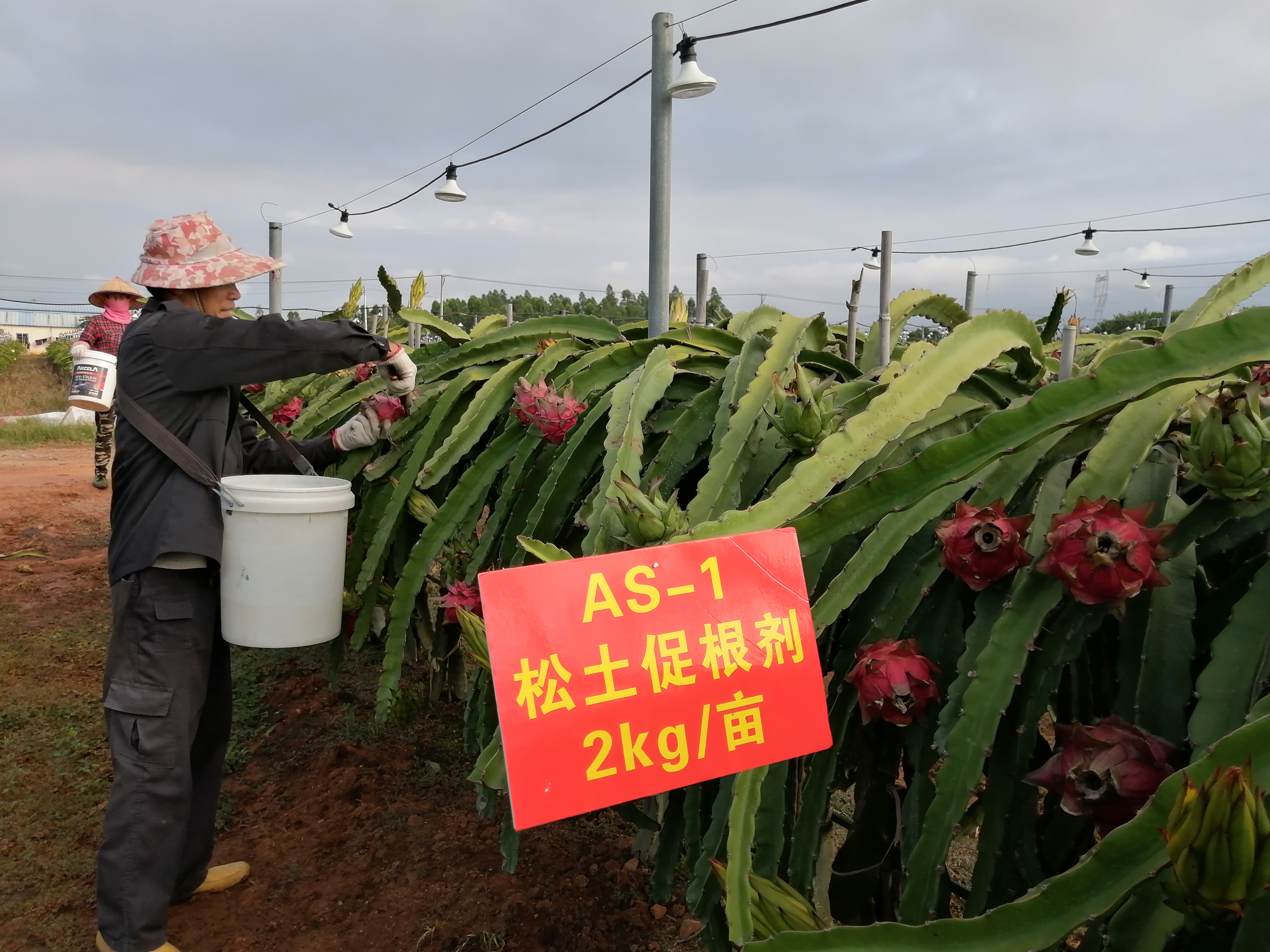 搞農(nóng)業(yè)種植，一定要學(xué)會向科學(xué)技術(shù)要產(chǎn)量