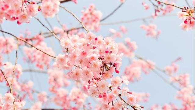 描写四季的优美句子简短 用一句话赞美一年四季图片