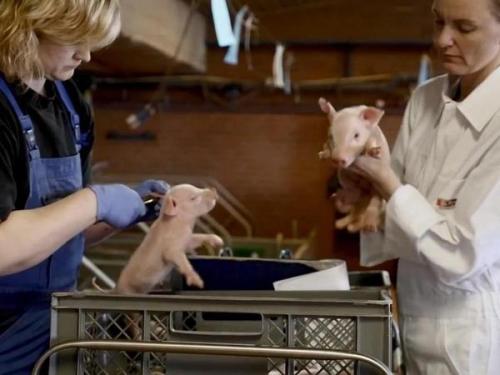 都說(shuō)美國(guó)養(yǎng)豬是世界第一，真是如此嗎？放眼全球哪國(guó)養(yǎng)豬最厲害？