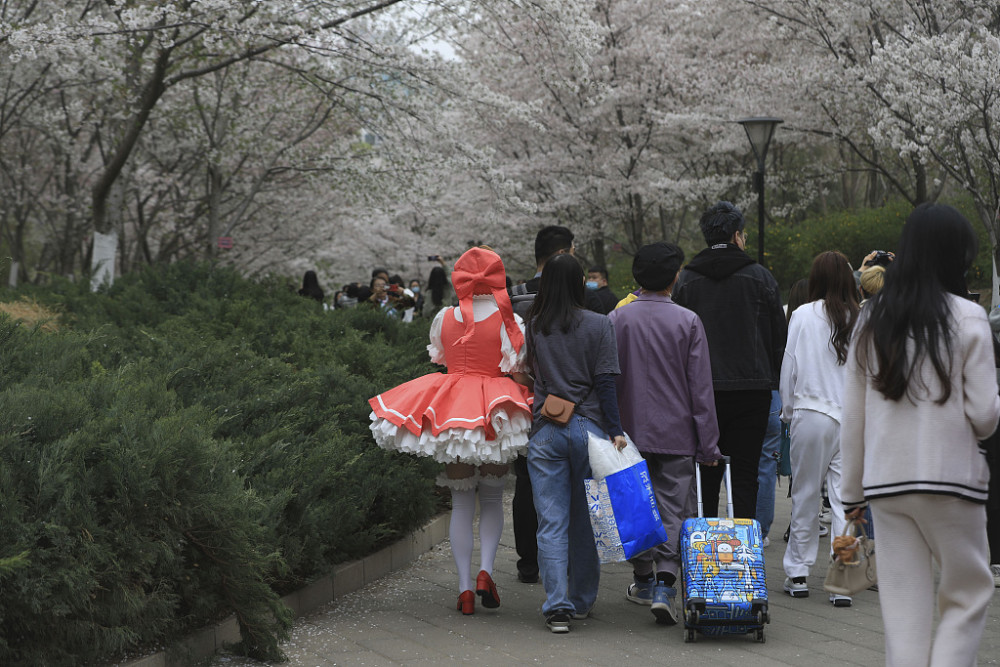 Yang Ying basks in oriental cherry to be patted oneself, pool of Beijing jade deep is admired cherry main forces is crowded explode, or curtilage the Yun Shangying in the home