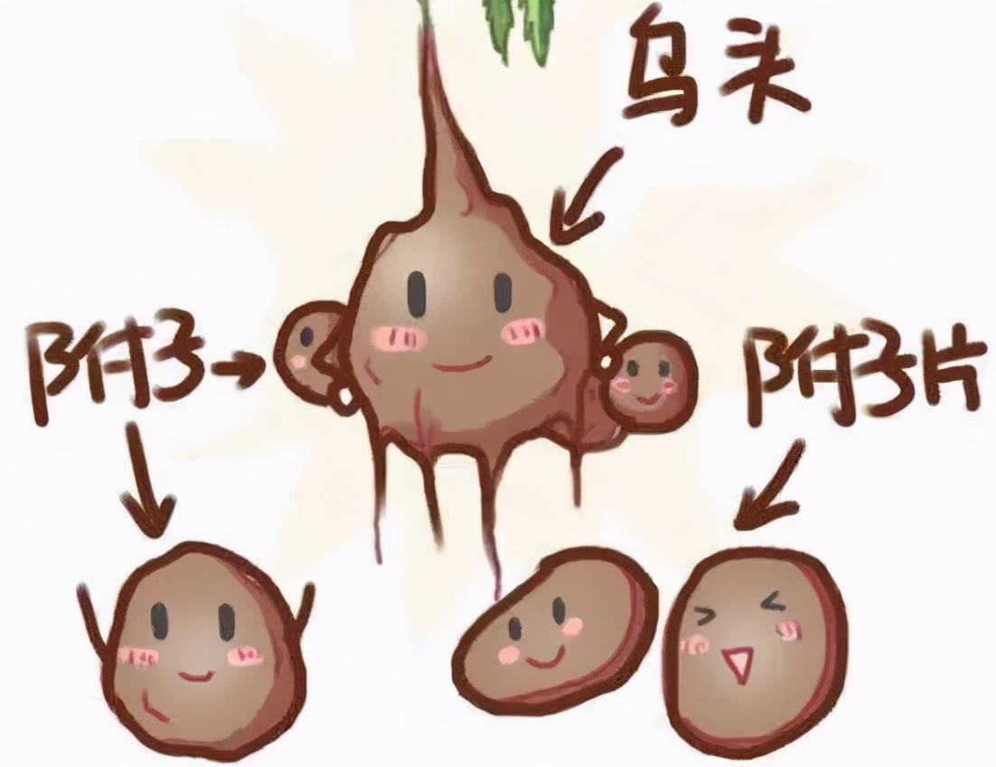 “毒枭”中药草乌与附子，药膳进补要有道