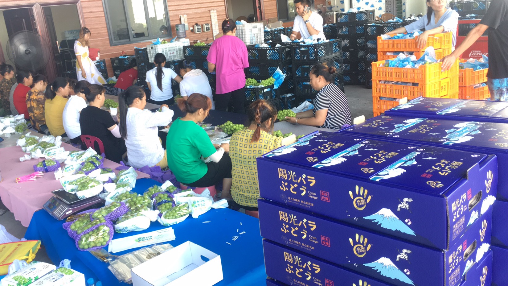 中国商品诚信数据库·吾品商城·葡萄源纪