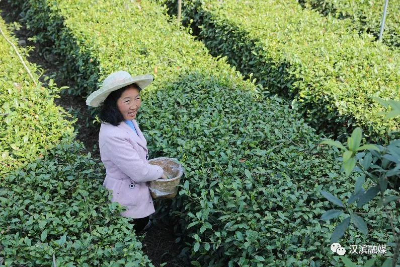 初春阳光里 茶农采茶忙