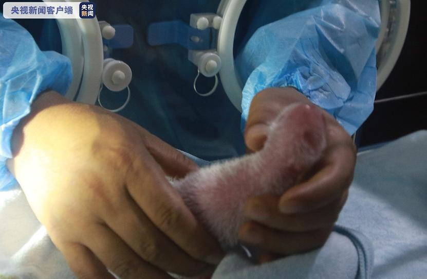 [再添]国宝家族再添新成员！20岁高龄大熊猫珠珠诞下一幼仔