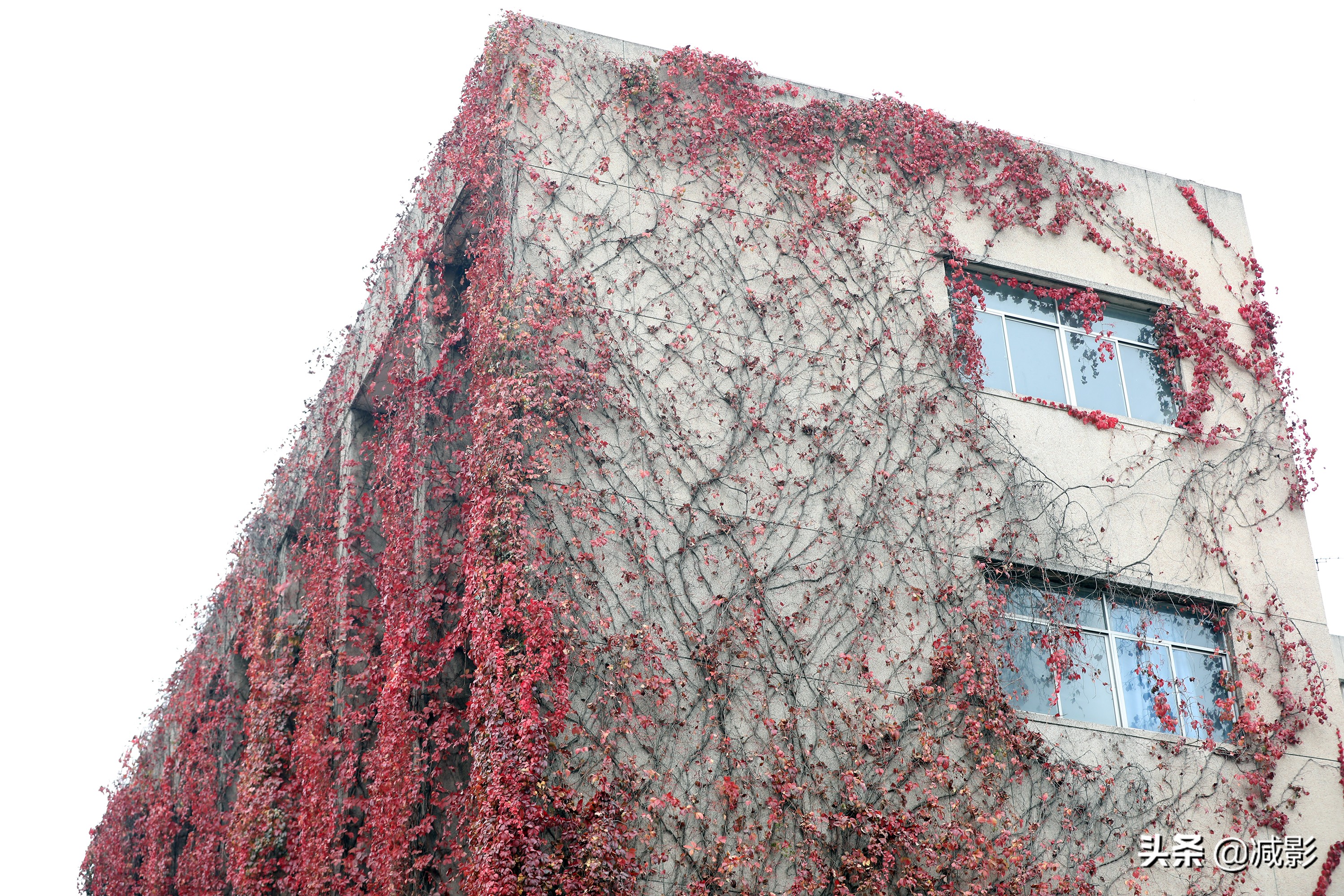高校教学楼30年爬满爬山虎，被秋天渲染成片红，学生不知学校美