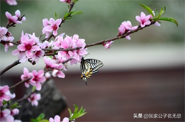 桃花开得正美，你要问最美的桃花在哪里？-第2张图片-诗句网