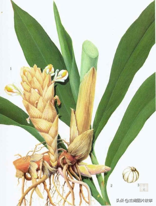 “豆蔻梢头二月初”，杜牧为何要用豆蔻形容妙龄少女？