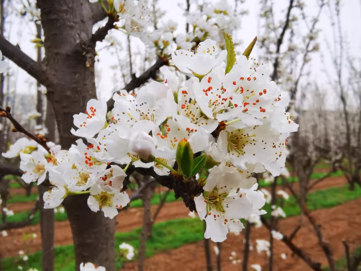 �ԷǷ��¾�ƽ������δ��Ϊ����ʦ������3000Ķ��ѧ���Ͷ���������