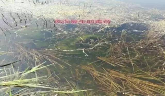 鱼虾池塘青苔难处理 鱼塘青苔怎么清除