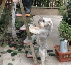 「爆笑GIF」快被这个笑死了，今日份的快乐源泉