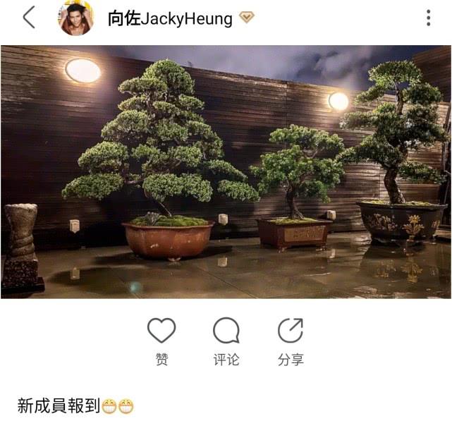 郭碧婷怀孕了？向佐欢迎新成员到来后，郭碧婷爸爸上线发声心情好