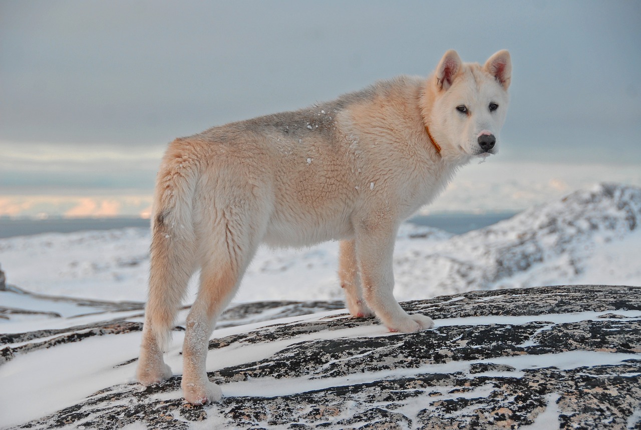 格陵兰犬的图片（它是世界上最古老的犬种）