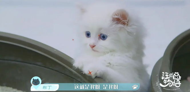 在这档节目里，它们才是主角