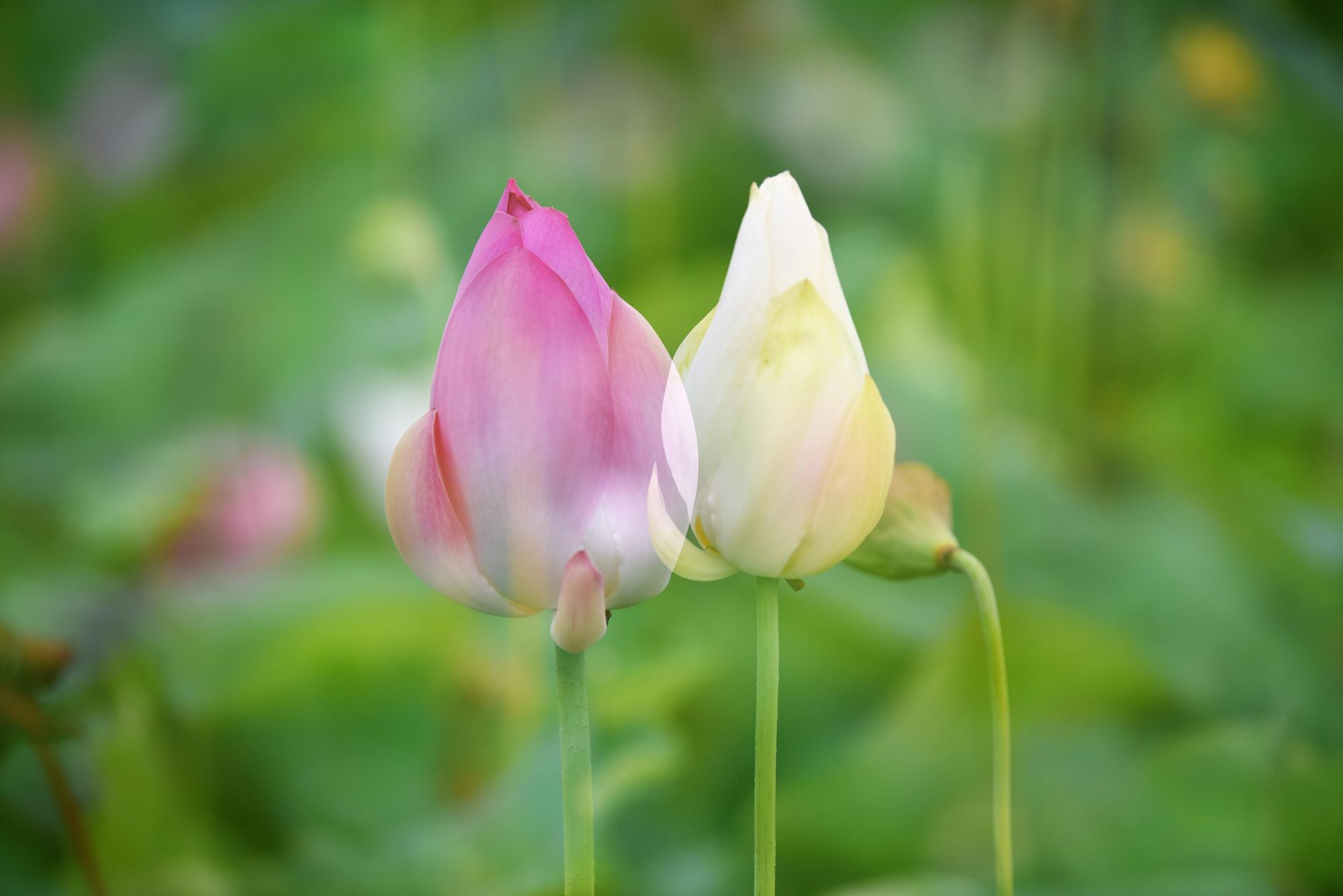 Auspicious overcomes Juan Yi to pat a shoulder by stranger, till the friend advent just dare leave: The girl should have protected her