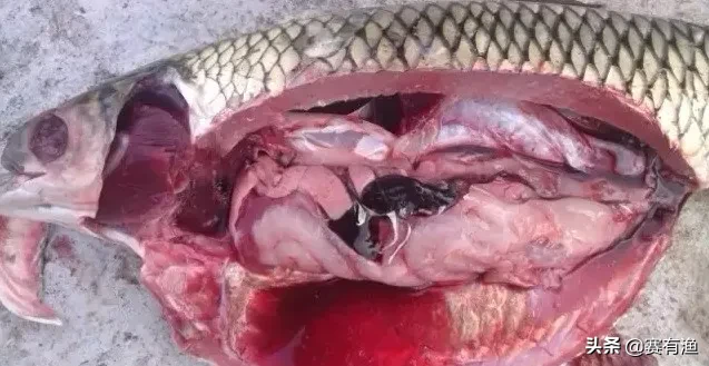 淡水鱼出血病怎么快速治疗 对症下药根治鱼出血病