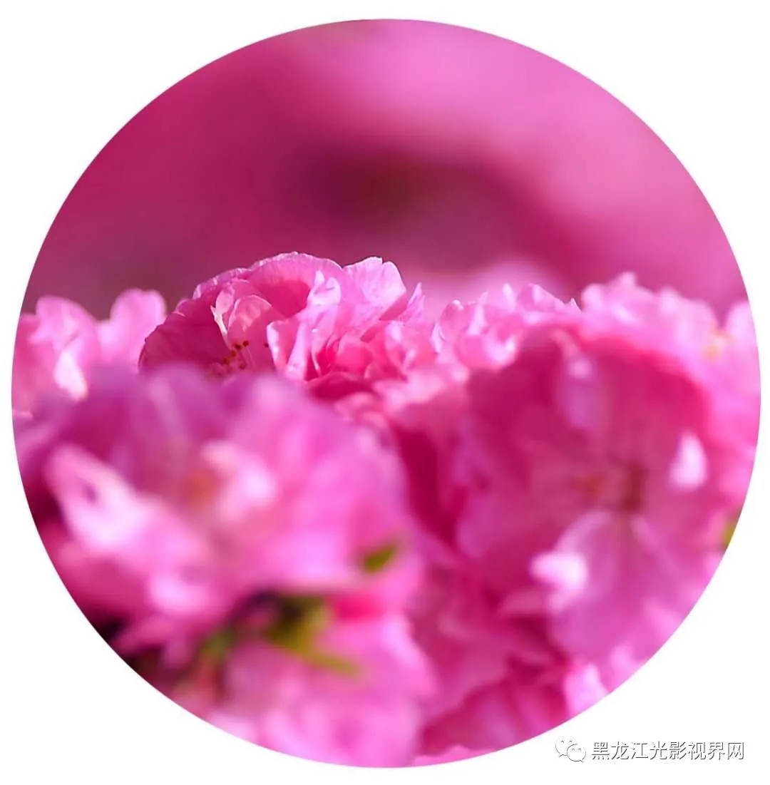 五月的鲜花再次“绽放”,你来了吗?