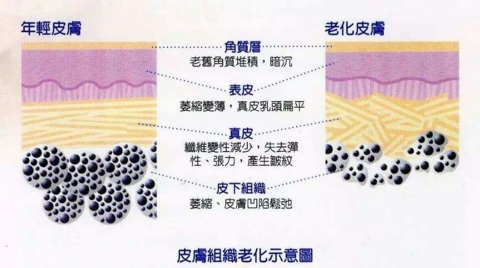 浅谈保湿类护肤品明星成分—透明质酸