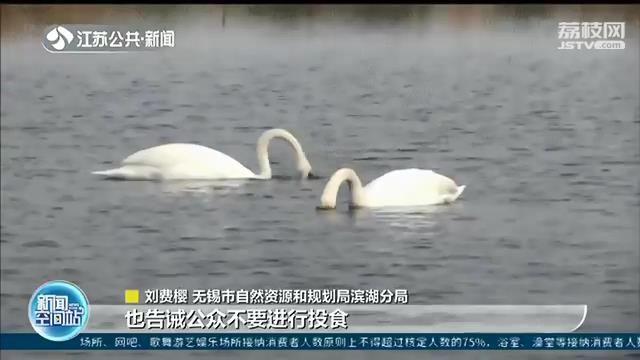 华东地区罕见！《丑小鸭》的天鹅原型疣鼻天鹅现身无锡一湿地