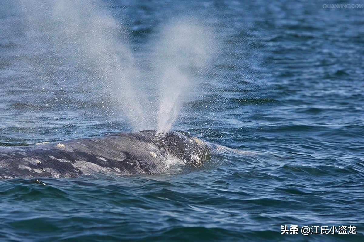 鯨魚(yú)的鼻孔怎么跑到頭頂上的？