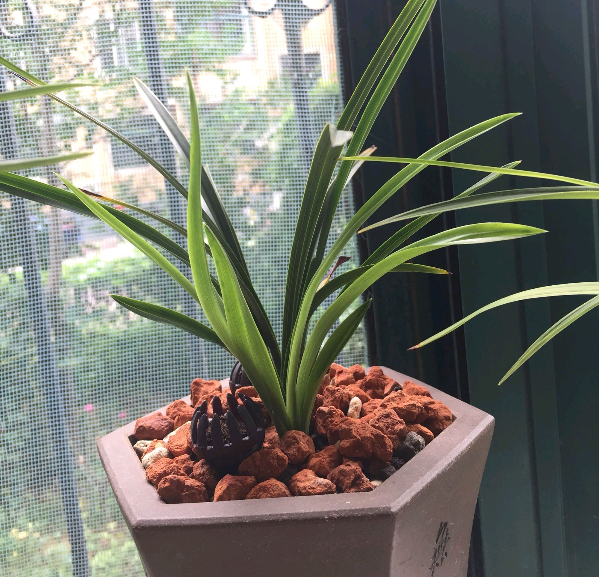春日里养兰花 你会正确晒太阳吗 4种植物日光浴要明白 防病变 卢玉皛 Mdeditor