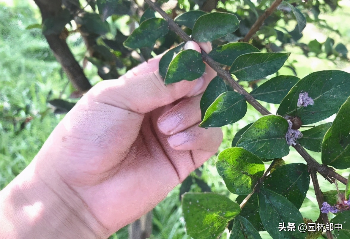 早春时节，蚜虫防治正当时！莫粗心，错过了最佳防治时期-第3张图片-农百科