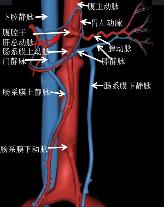 腹部影像学解剖图谱，拿走不谢
