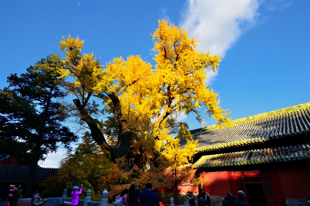 A thousand-year-old temple in Beijing, contains the "eight unique" temples, the ancient charm makes people forget to return