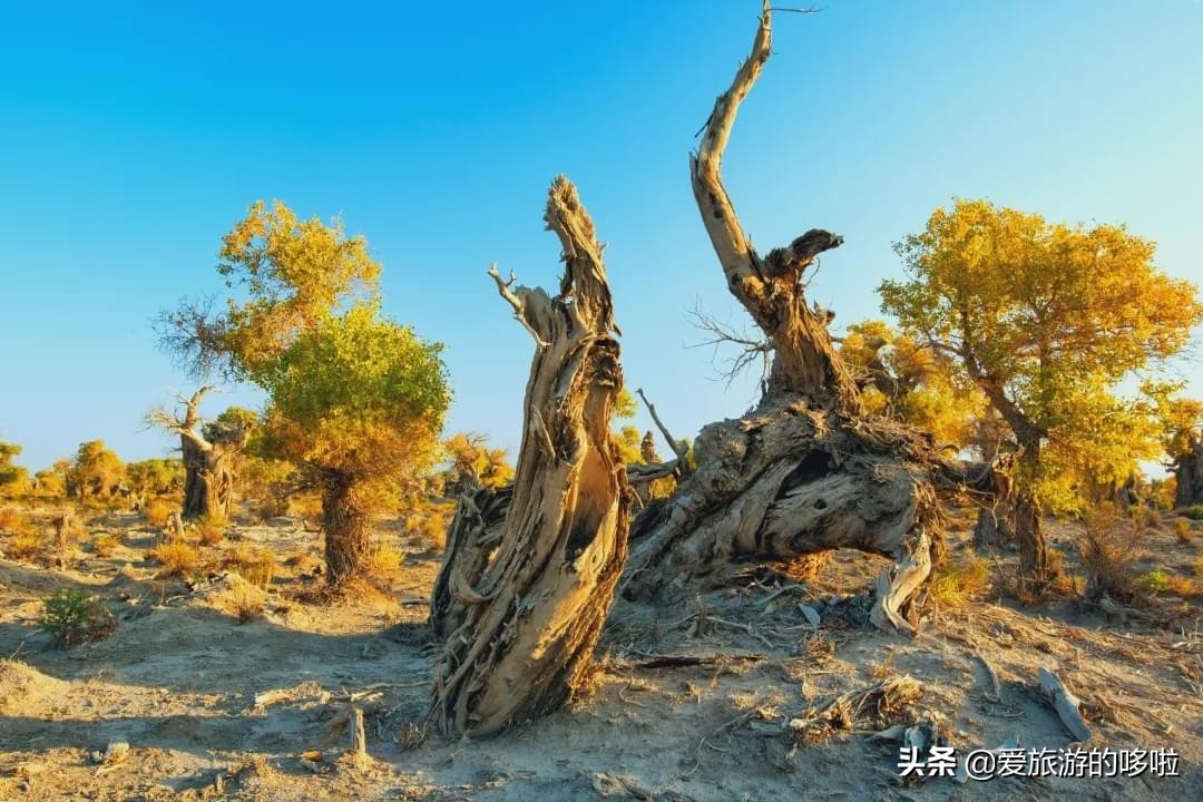 The best place to travel in October-November, the late autumn tour bus is about to depart