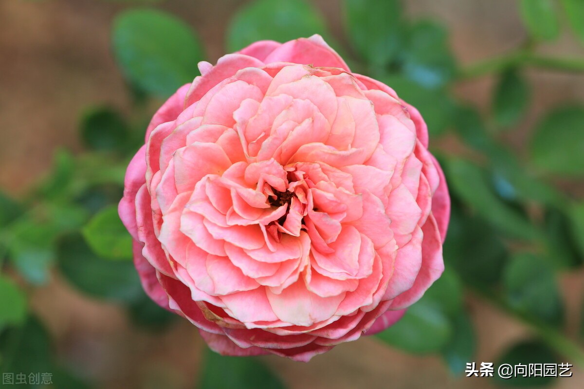 薔薇是薔薇 月季是月季 兩種花不一樣 別把薔薇種到盆裏 向陽園藝 Mdeditor