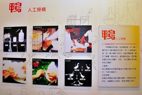 看完博士鸭，变成鸭博士