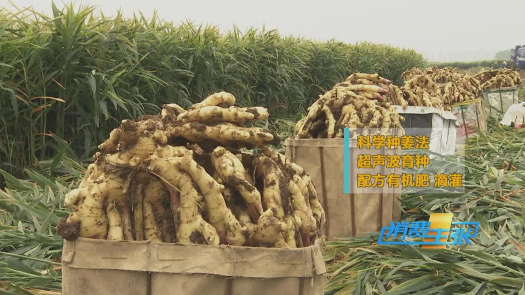 新姜收獲！有人整畝出售，有人窖里深藏，生姜價格走向何方？