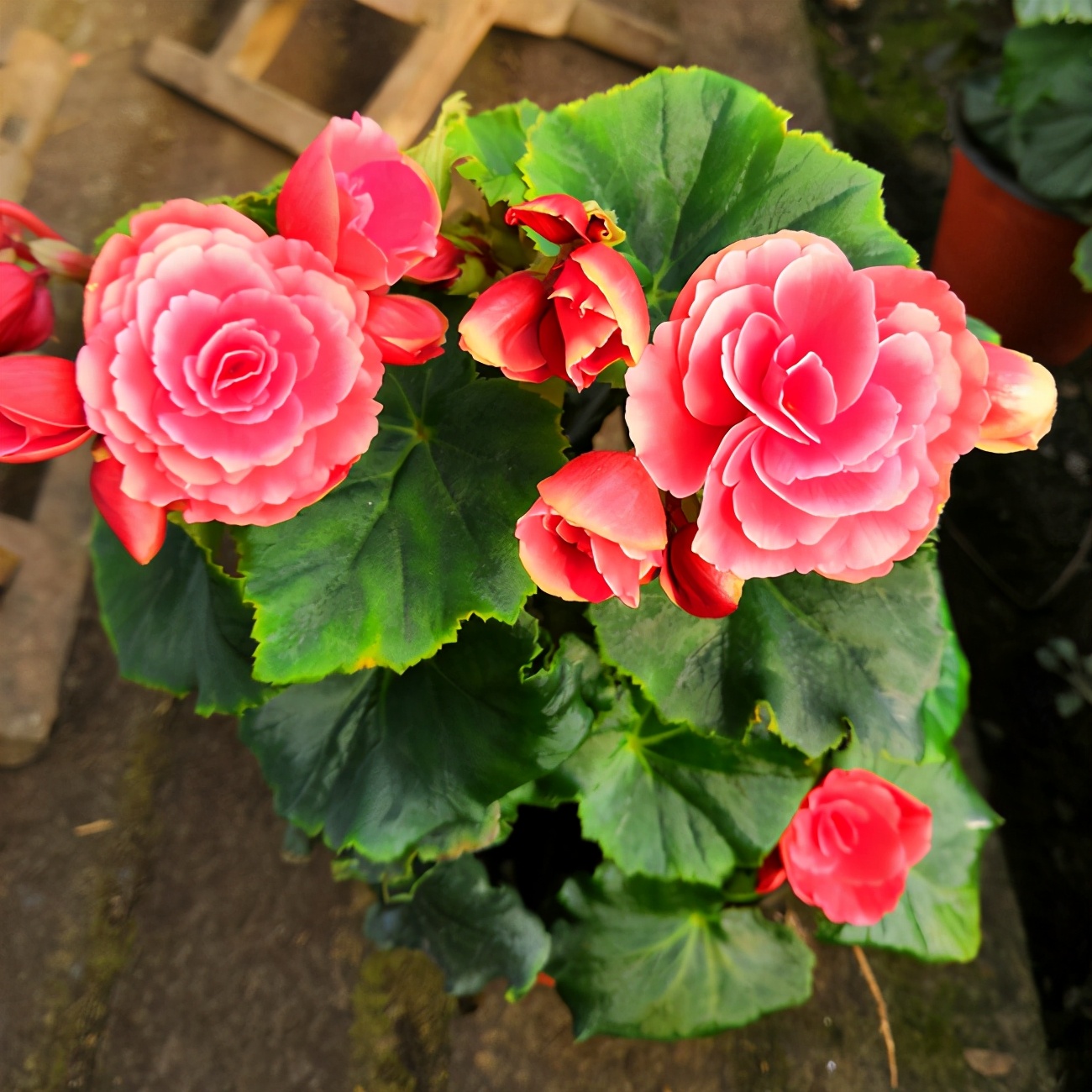 開(kāi)花的植物很美，長(zhǎng)期開(kāi)花就好了！這幾種花期都長(zhǎng)，你家養(yǎng)過(guò)嗎？