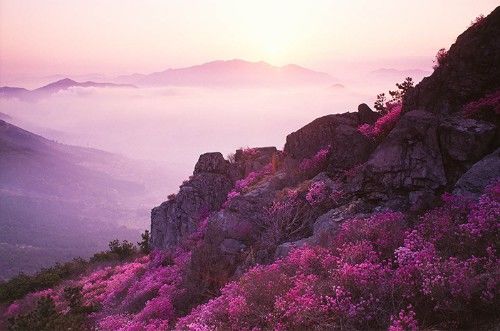 韩国春季赏花胜地,好多人旅行都会去的地方