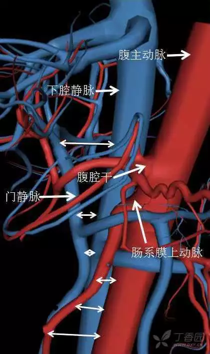 掌握这篇解剖，晋级腹部CT影像诊断高手（精细版）
