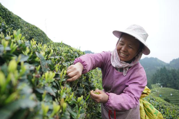 喜茶携手支付宝开启消费捐 爱心助力贵州雷山茶农