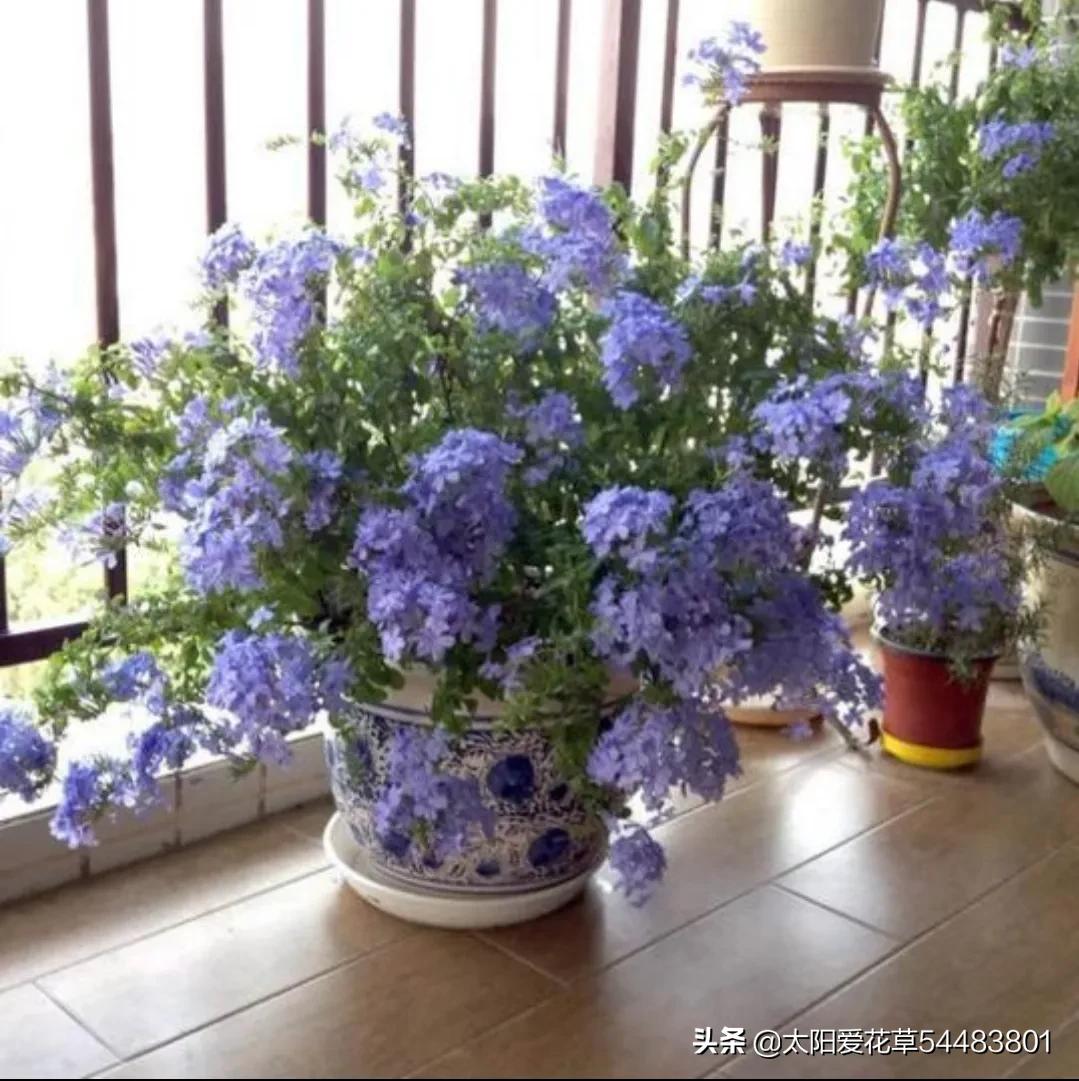 新手花友夏季別錯過6種花 很耐晒哦 養在陽臺上開成花海 太陽愛花草 Mdeditor