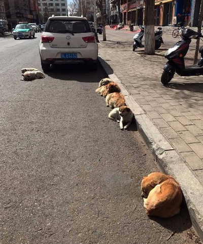 今天你爱宠物了吗？五个爱宠小知识
