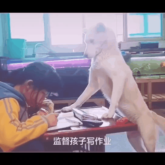 人类已经无法阻止宠物狗了……