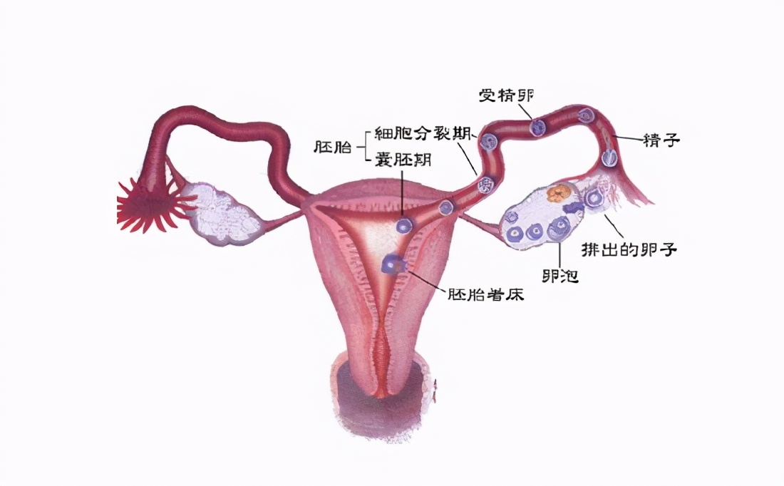 受精 体内 「体内受精」と「体外受精」